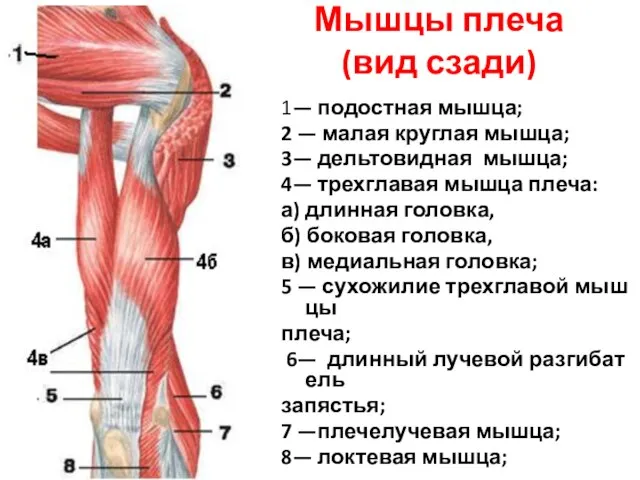 Мышцы плеча (вид сзади) 1— подостная мышца; 2 — малая круглая