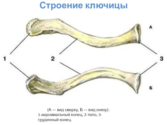 Строение ключицы (А — вид сверху, Б — вид снизу): 1-акромиальный конец, 2-тело, 3-грудинный конец.