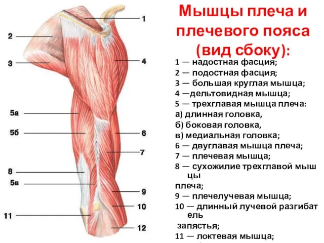 Мышцы плеча и плечевого пояса (вид сбоку): 1 — надостная фасция;