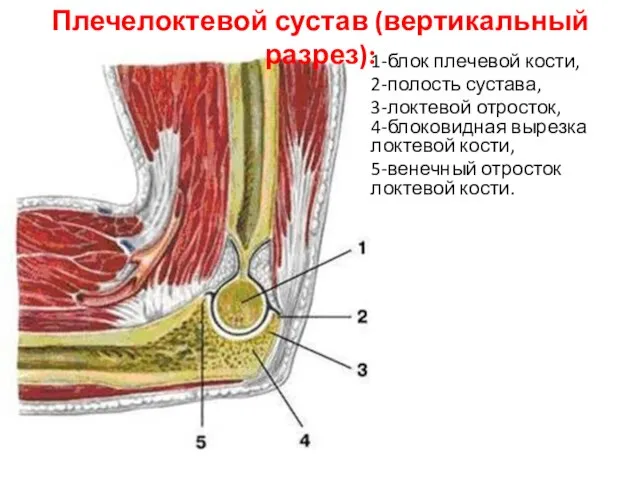 Плечелоктевой сустав (вертикальный разрез): 1-блок плечевой кости, 2-полость сустава, 3-локтевой отросток,