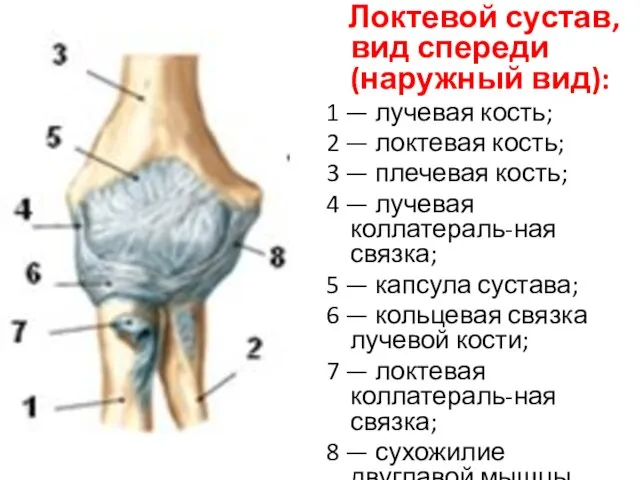 Локтевой сустав, вид спереди (наружный вид): 1 — лучевая кость; 2