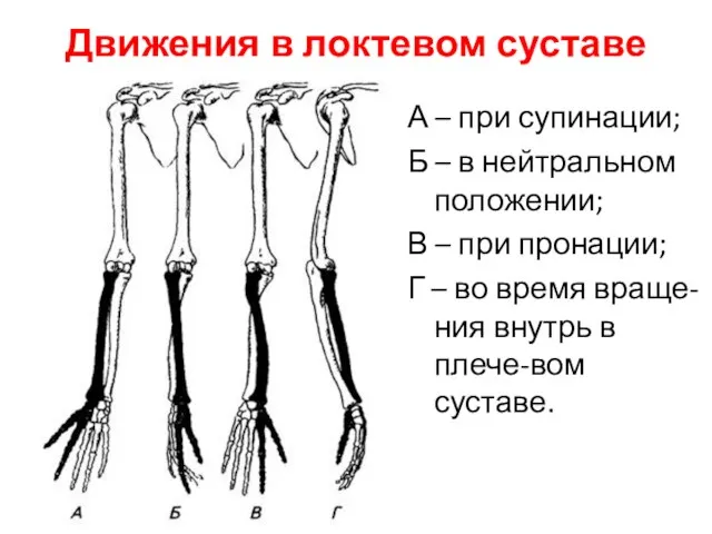 Движения в локтевом суставе А – при супинации; Б – в