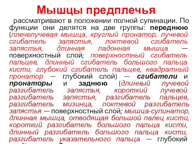 Мышцы предплечья рассматривают в положении полной супинации. По функции они делятся