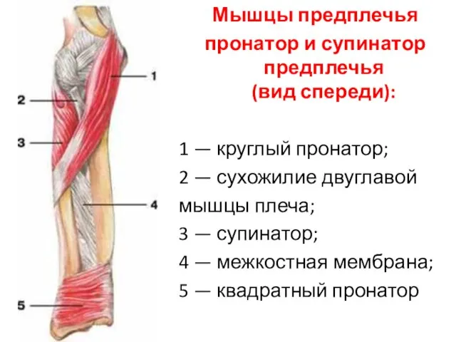 Мышцы предплечья пронатор и супинатор предплечья (вид спереди): 1 — круглый