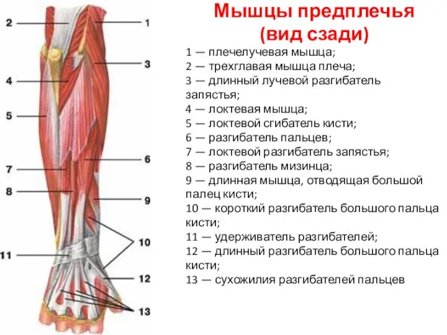 Мышцы предплечья (вид сзади) 1 — плечелучевая мышца; 2 — трехглавая