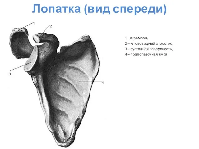 Лопатка (вид спереди) 1- акромеон, 2 – клювовидный отросток, 3 –