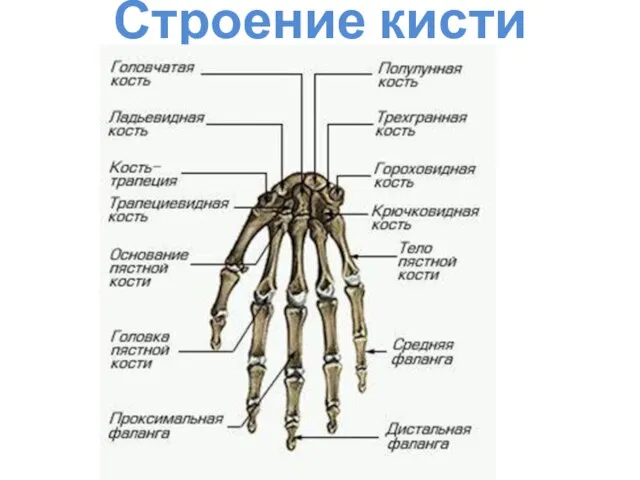 Строение кисти