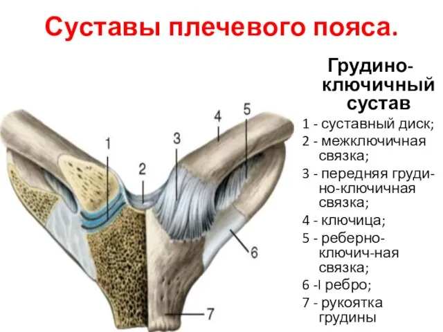 Суставы плечевого пояса. Грудино-ключичный сустав 1 - суставный диск; 2 -