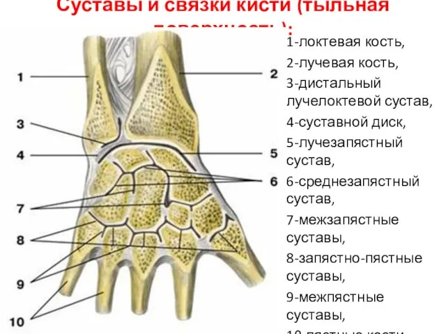 Суставы и связки кисти (тыльная поверхность): 1-локтевая кость, 2-лучевая кость, 3-дистальный