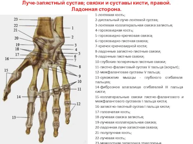 Луче-запястный сустав; связки и суставы кисти, правой. Ладонная сторона. 1-локтевая кость;