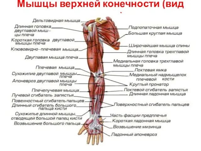 Мышцы верхней конечности (вид спереди)