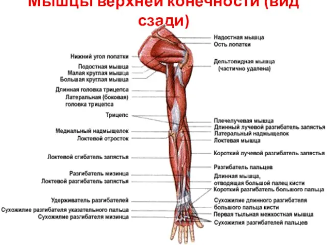 Мышцы верхней конечности (вид сзади)