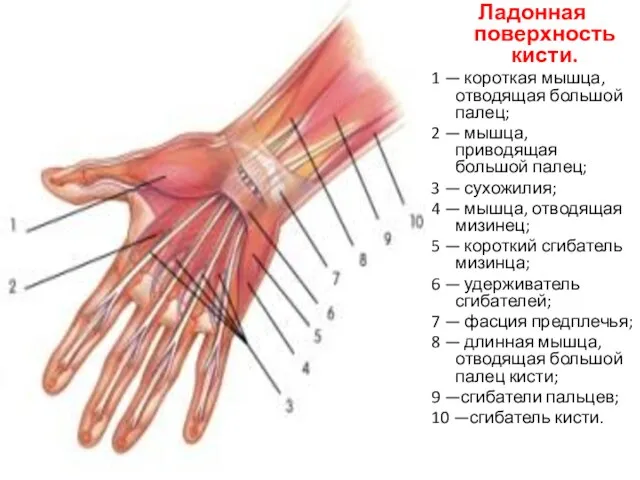 Ладонная поверхность кисти. 1 — короткая мышца, отводящая большой палец; 2