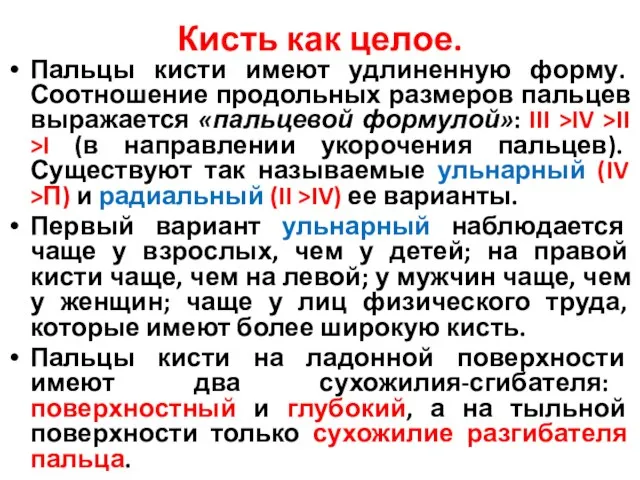 Кисть как целое. Пальцы кисти имеют удлиненную форму. Соотношение продольных размеров