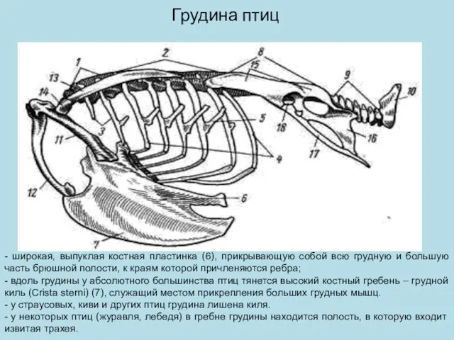 Грудина птиц - широкая, выпуклая костная пластинка (6), прикрывающую собой всю