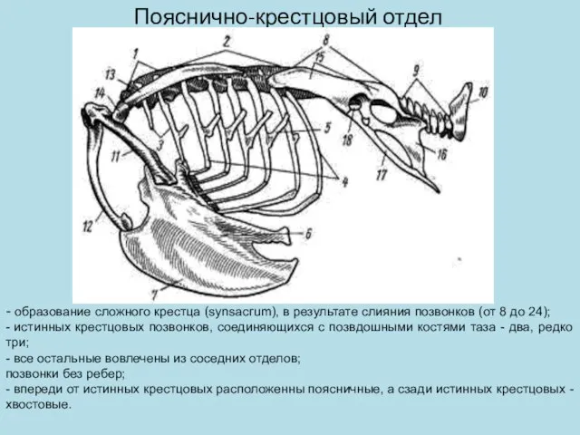 Пояснично-крестцовый отдел - образование сложного крестца (sуnsаcгum), в результате слияния позвонков