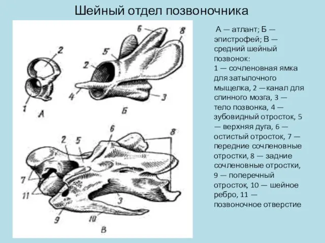 Шейный отдел позвоночника А — атлант; Б — эпистрофей; В —