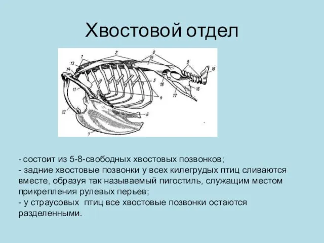 Хвостовой отдел - состоит из 5-8-свободных хвостовых позвонков; - задние хвостовые