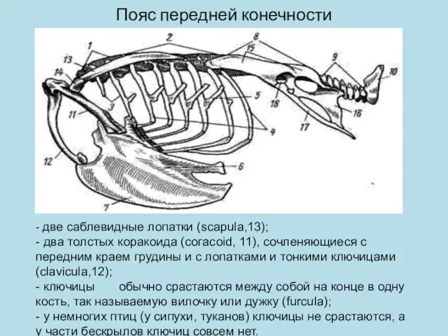 Пояс передней конечности - две саблевидные лопатки (scapula,13); - два толстых