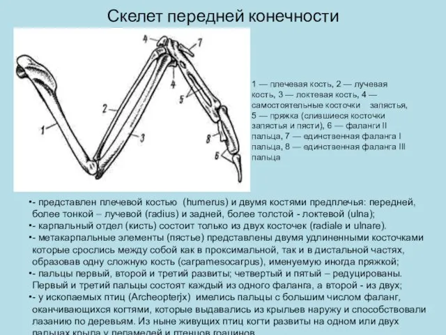 Скелет передней конечности 1 — плечевая кость, 2 — лучевая кость,