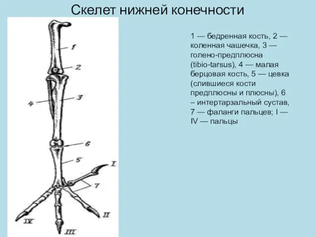 Скелет нижней конечности 1 — бедренная кость, 2 — коленная чашечка,