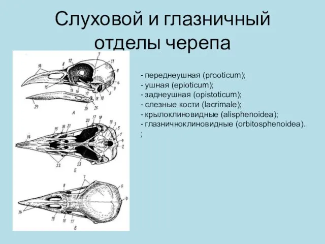 Слуховой и глазничный отделы черепа - переднеушная (prooticum); - ушная (epioticum);