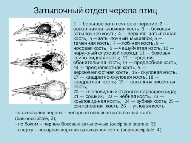 Затылочный отдел черепа птиц 1 — большое затылочное отверстие; 2 —