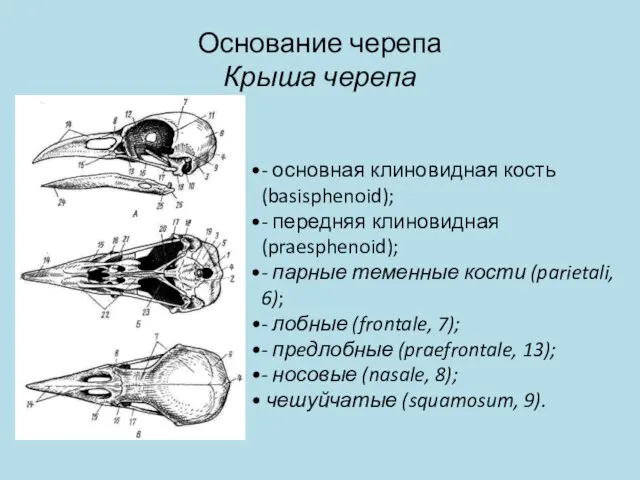 Основание черепа Крыша черепа - основная клиновидная кость (basisphenoid); - передняя