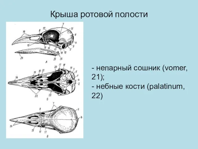 Крыша ротовой полости - непарный сошник (vomer, 21); - небные кости (palatinum, 22)