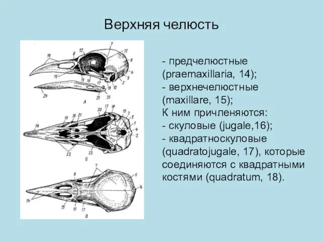 Верхняя челюсть - предчелюстные (praemaxillaria, 14); - верхнечелюстные (maxillare, 15); К