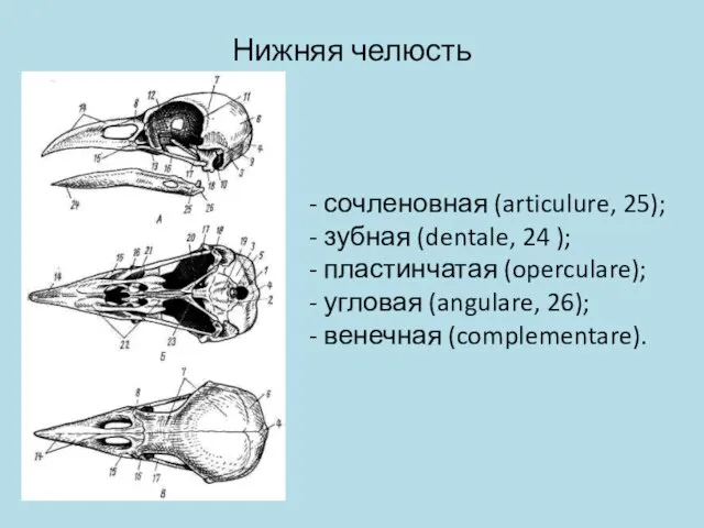 Нижняя челюсть - сочленовная (articulure, 25); - зубная (dentale, 24 );