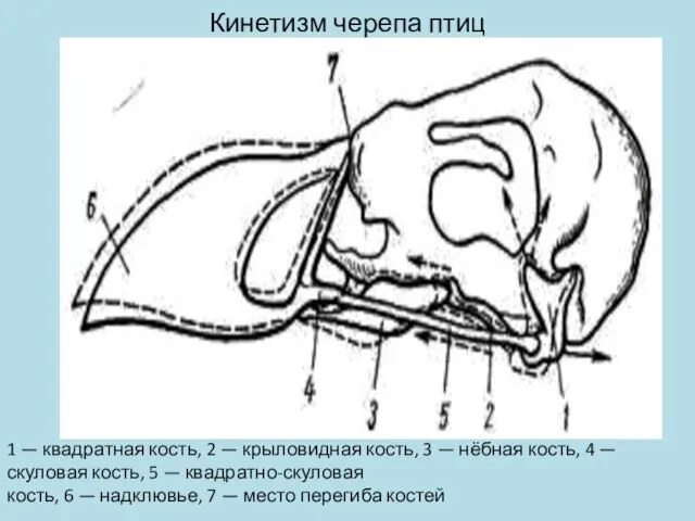 Кинетизм черепа птиц 1 — квадратная кость, 2 — крыловидная кость,