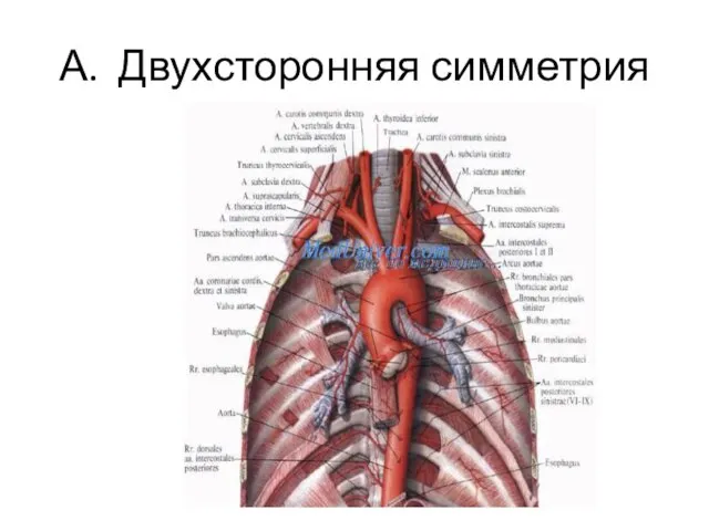 А. Двухсторонняя симметрия