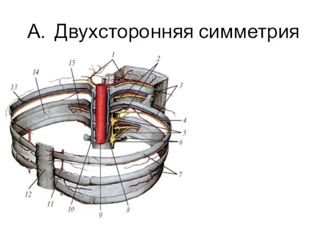 А. Двухсторонняя симметрия