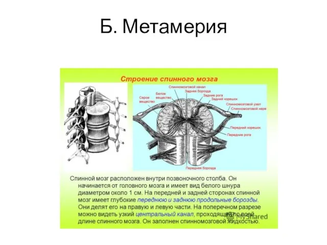 Б. Метамерия