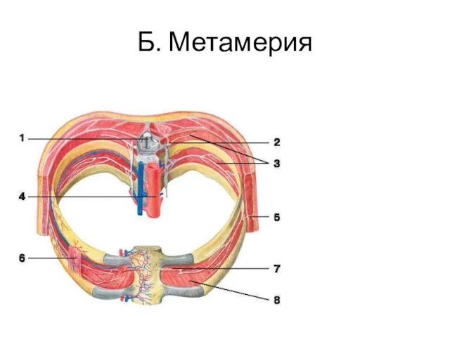 Б. Метамерия