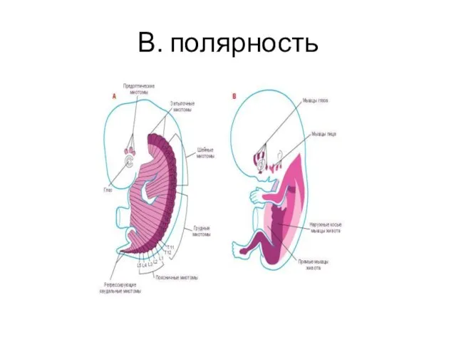 В. полярность