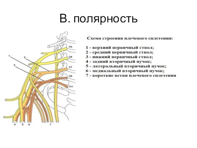 В. полярность