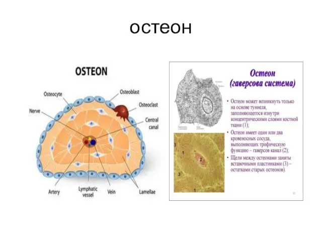 остеон