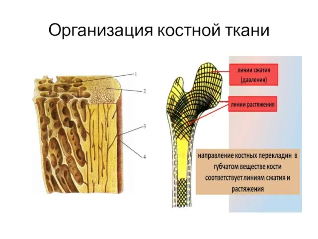 Организация костной ткани