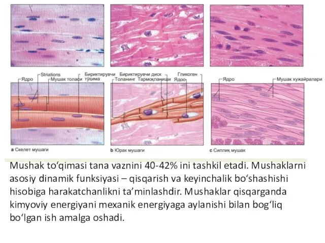 Mushak to‘qimasi tana vaznini 40-42% ini tashkil etadi. Mushaklarni asosiy dinamik