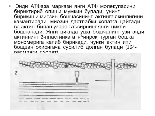 Энди АТФ­аза маркази янги АТФ молекуласини бириктириб олиши мумкин булади; унинг