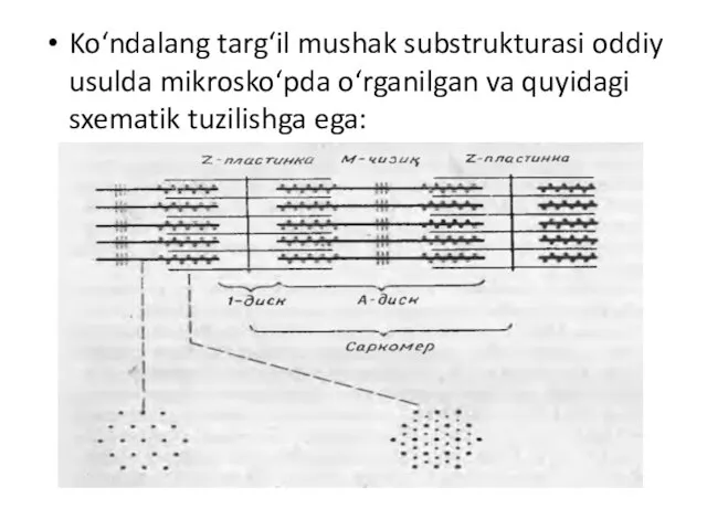 Ko‘ndalang targ‘il mushak substrukturasi oddiy usulda mikrosko‘pda o‘rganilgan va quyidagi sxematik tuzilishga ega: