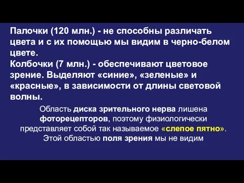 Палочки (120 млн.) - не способны различать цвета и с их