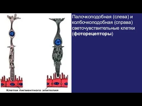 Палочкоподобная (слева) и колбочкоподобная (справа) светочувствительные клетки (фоторецепторы)