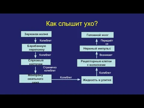 Как слышит ухо? Звуковая волна Барабанную перепонку Слуховые косточки Мембрану овального