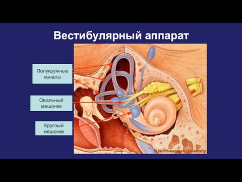 Вестибулярный аппарат Полукружные каналы Овальный мешочек Круглый мешочек