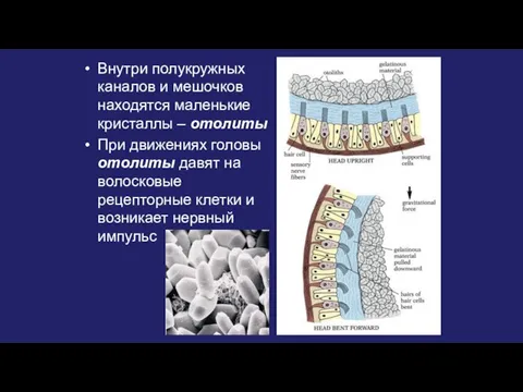 Внутри полукружных каналов и мешочков находятся маленькие кристаллы – отолиты При