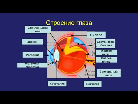 Строение глаза Склера Роговица Радужная оболочка Зрачок Хрусталик Сетчатка Сосудистая оболочка