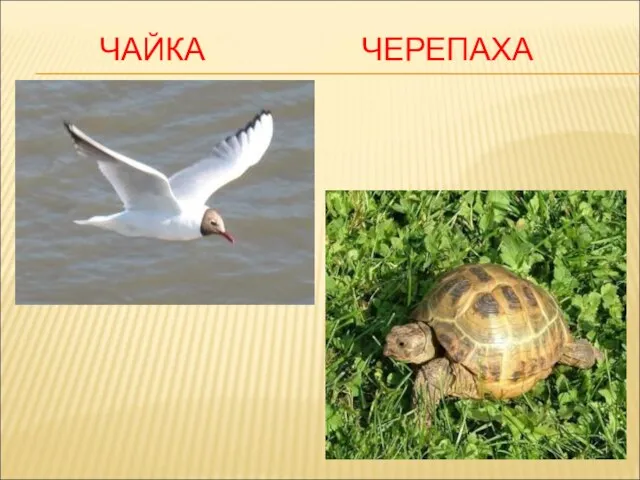 ЧАЙКА ЧЕРЕПАХА